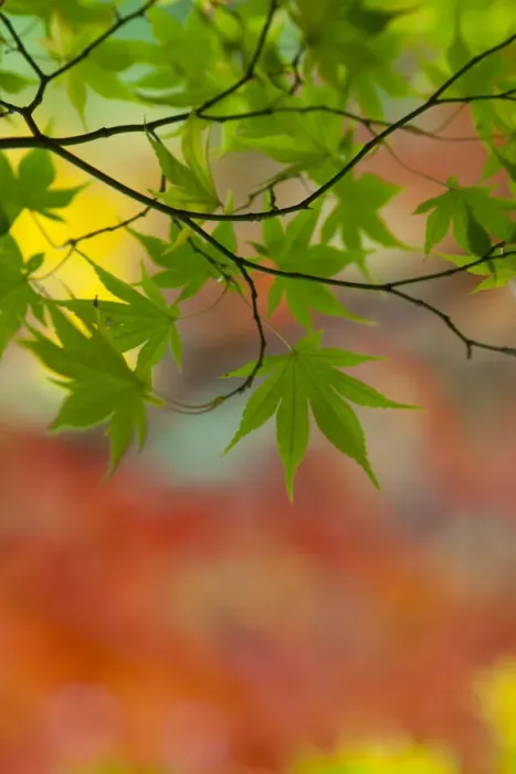 Framed Print : Japanese Maple (Acer) tree in autumn, England, UK Framed Print : Japanese Maple (Acer) tree in autumn, England, UK