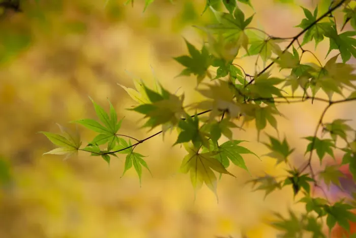 Framed Print : Japanese Maple (Acer) tree in autumn, England, UK