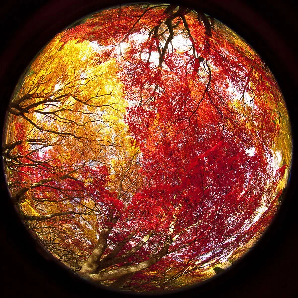 Japanese Maple (Acer) tree in autumn, England, UK