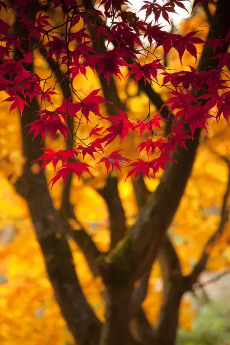Framed Print : Japanese Maple (Acer) tree in autumn, England, UK Framed Print : Japanese Maple (Acer) tree in autumn, England, UK