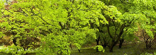 Japanese Maple (Acer) tree in Springtime, England, UK