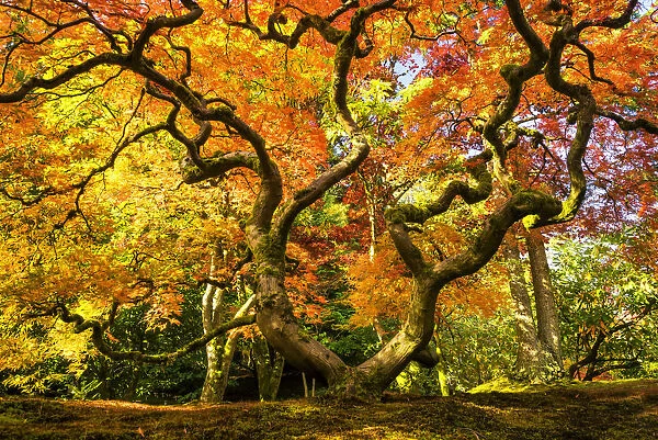 Japanese Maple Tree in Autumn, Japanese Garden, Seattle, Washington, USA