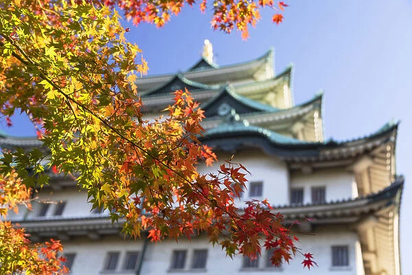 Japanese maple trees with autumn colours at Nagoya Castle, Nagoya, Japan