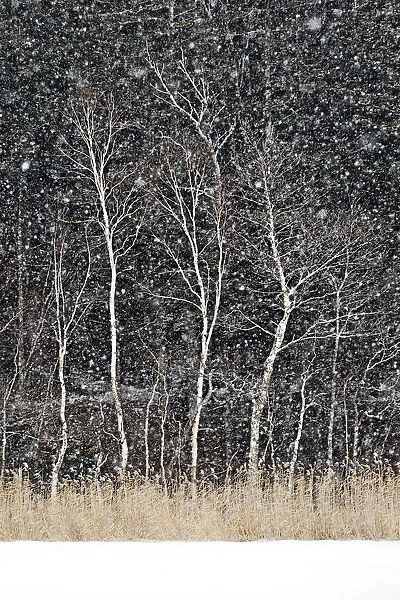 Japanese maple trees surrounding the frozen Onneto lake shores in snwostorm, Hokkaido