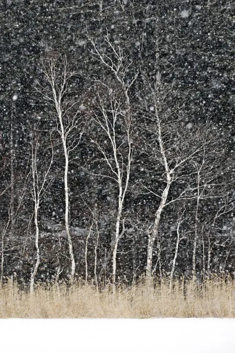 Framed Print : Japanese maple trees surrounding the frozen Onneto lake shores in snwostorm, Hokkaido Framed Print : Japanese maple trees surrounding the frozen Onneto lake shores in snwostorm, Hokkaido