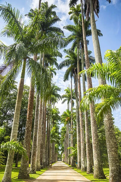 Jardim Botanico do Rio de Janeiro, Rio de Janeiro, Brazil