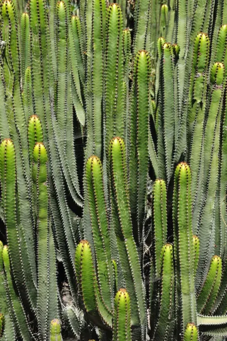 Framed Print : Jardin de Cactus (Cesar Manrique). Lanzarote, Canary islands