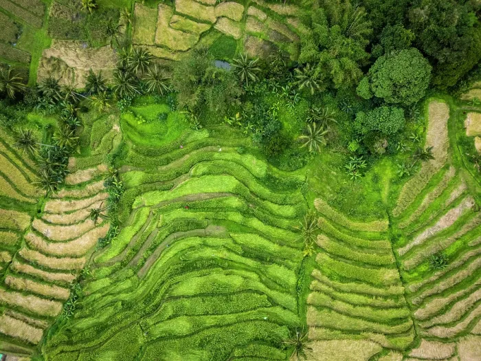 Framed Print : Jatiluwih Rice Terraces, Bali, Indonesia Framed Print : Jatiluwih Rice Terraces, Bali, Indonesia