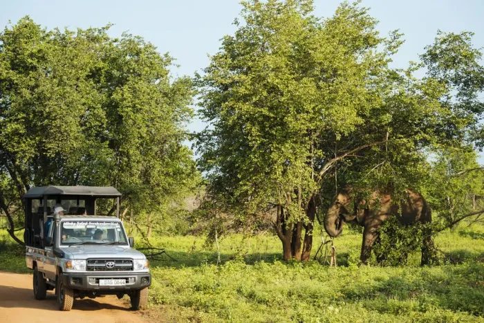 Framed Print : Jeep safari watching elephant, Uda Walawe National Park, Uva Province, Sri Lanka, Asia Framed Print : Jeep safari watching elephant, Uda Walawe National Park, Uva Province, Sri Lanka, Asia