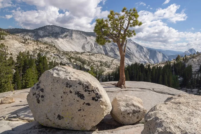 Framed Print : Jeffrey Pine at Olmsted Point in Yosemite National Park, California, USA. Summer (August) 2025