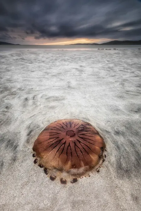 Framed Print : Jellyfish stranded on Lusketyre beach, Island of Harris, Outer Hebrides, Scotland Framed Print : Jellyfish stranded on Lusketyre beach, Island of Harris, Outer Hebrides, Scotland