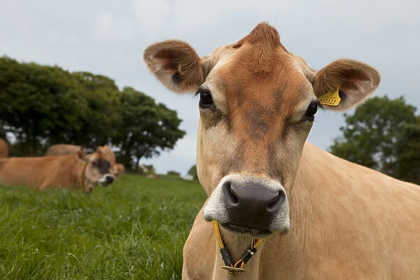 Jersey Cow, Jersey, St. Helier, Channel Islands, UK