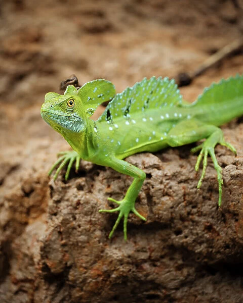 Jesus Christ Lizard (Common Basilisk), Cano Negro, Alajuela Province, Costa Rica, Central America
