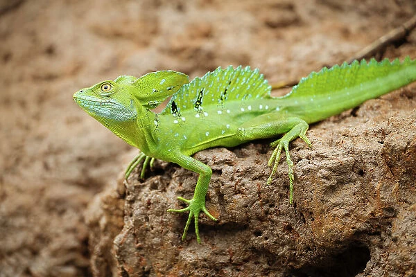 Jesus Christ Lizard (Common Basilisk), Cano Negro, Alajuela Province, Costa Rica, Central America