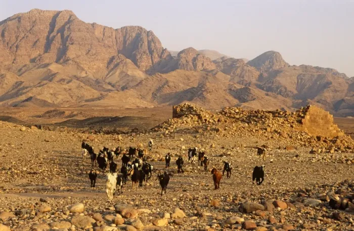 Framed Print : Jordan, Dana Biosphere Reserve, Wadi Feynan. A flock of Bedouin-owned goats stroll by a collapsed tower at Khirbet Feynan, an ancient and now ruined Byzantine town, in Framed Print : Jordan, Dana Biosphere Reserve, Wadi Feynan. A flock of Bedouin-owned goats stroll by a collapsed tower at Khirbet Feynan, an ancient and now ruined Byzantine town, in
