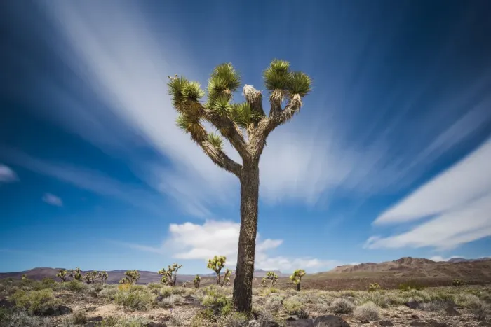 Framed Print : Joshua Tree, Death Valley National Park, California, USA
