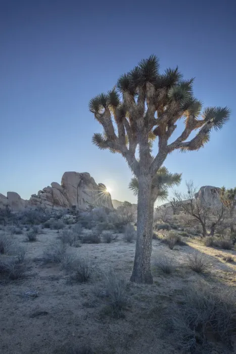Framed Print : Joshua Tree, Joshua Tree National Park, California, USA Framed Print : Joshua Tree, Joshua Tree National Park, California, USA