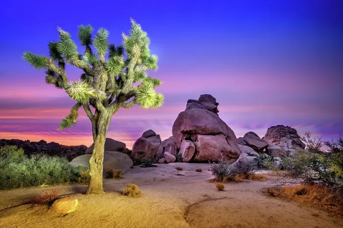 Framed Print : Joshua Tree National Park.San Bernardino County, California, USA Framed Print : Joshua Tree National Park.San Bernardino County, California, USA