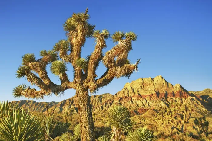 Framed Print : Joshua tree in Red Rock Canyon - USA, Nevada, Clark, Red Rock Canyon - Red Rock Canyon Framed Print : Joshua tree in Red Rock Canyon - USA, Nevada, Clark, Red Rock Canyon - Red Rock Canyon