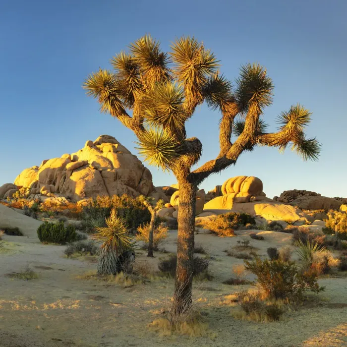 Framed Print : Joshua Tree (Yucca brevifolia), Joshua Tree National Park, Mojave Desert, California