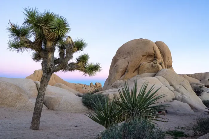 Framed Print : Joshua tree (yucca brevifolia) at twilight, Joshua Tree National Park, Pinto Basin Framed Print : Joshua tree (yucca brevifolia) at twilight, Joshua Tree National Park, Pinto Basin