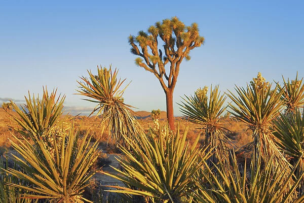 Joshua tree and yuccas im Joshua Tree National Park - USA, California, San Bernardino