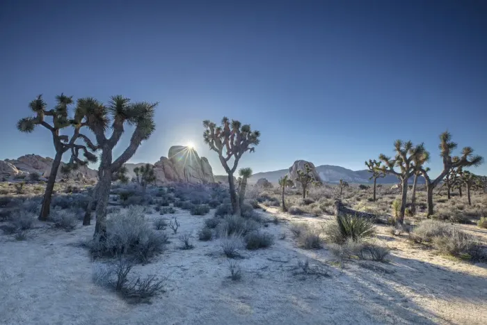 Framed Print : Joshua Trees, Joshua Tree National Park, California, USA Framed Print : Joshua Trees, Joshua Tree National Park, California, USA