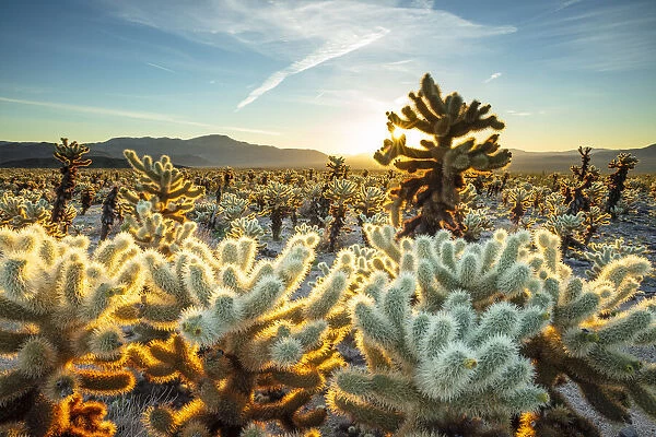 Joshua Trees, Mojave desert, Joshua Tree National Park, California, USA