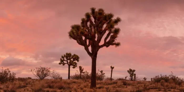 Framed Print : Joshua Trees at Sunset, Joshua Tree National Park, California, USA