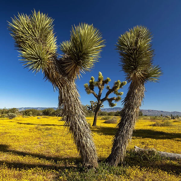 Joshua Trees & Wildflowers, Antelope Valley, California, USA