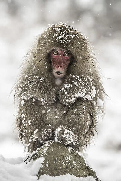 A joung snow monkey resting in the snow during a snowfall in Jigokudani forest, Japan