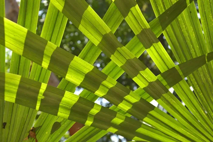 Framed Print : Jungle at Yaxha Arecheologial site, Peten, Mundo Maya, Guatemala, Central America Framed Print : Jungle at Yaxha Arecheologial site, Peten, Mundo Maya, Guatemala, Central America
