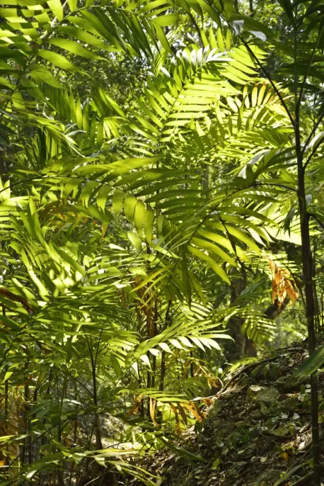 Framed Print : Jungle at Yaxha Arecheologial site, Peten, Mundo Maya, Guatemala, Central America Framed Print : Jungle at Yaxha Arecheologial site, Peten, Mundo Maya, Guatemala, Central America
