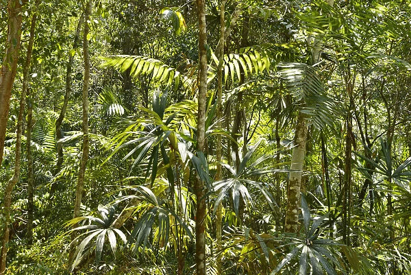 Jungle at Yaxha Arecheologial site, Peten, Mundo Maya, Guatemala, Central America