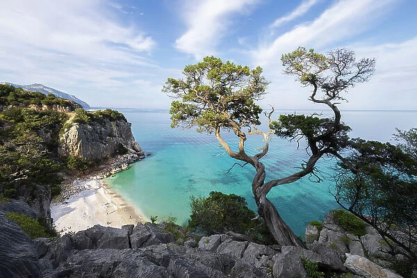 A juniper on the coast of Cala Fuili. Sardinia. Italy