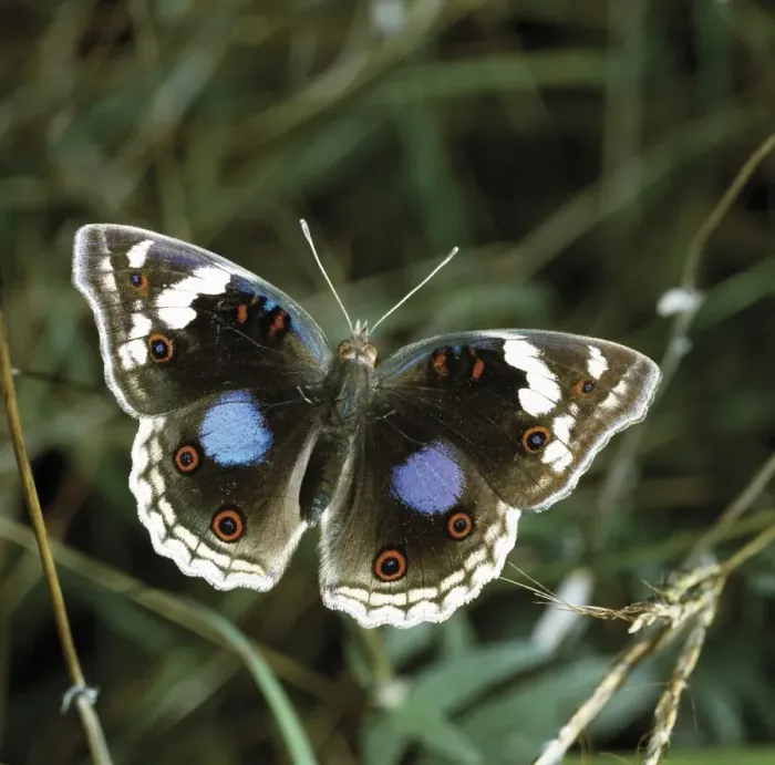 Framed Print : Junonia oenone (male) Framed Print : Junonia oenone (male)