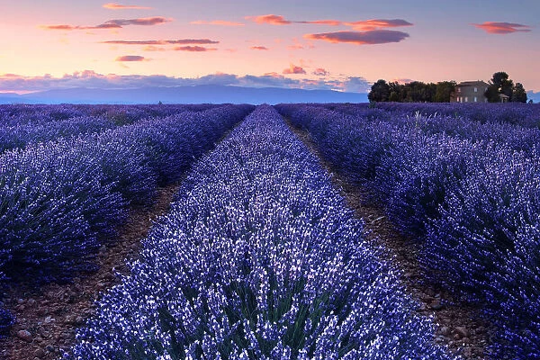 Just after sunset on the Valensole Plateau, Provence, Provence-Alpes-Ca'te d Azur