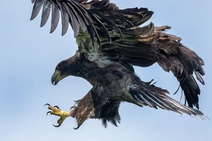 Framed Print : A juvenile bald eagle flies back to the nest on Sharbot Lake, Ontario, Canada Framed Print : A juvenile bald eagle flies back to the nest on Sharbot Lake, Ontario, Canada