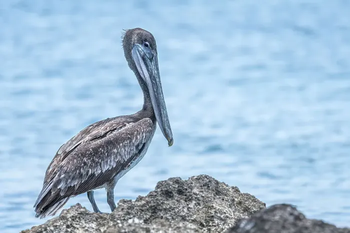 Framed Print : Juvenile Brown Pelican (Pelecanus occidentalis), Grand Cayman, Cayman Islands Framed Print : Juvenile Brown Pelican (Pelecanus occidentalis), Grand Cayman, Cayman Islands
