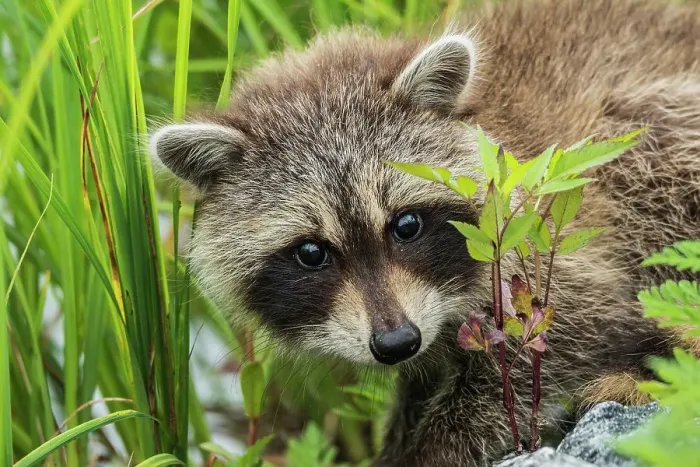 Framed Print : Juvenile Raccoon (Procyon lotor) in Muskoka near the town of Rosseau, Ontario, Canada Framed Print : Juvenile Raccoon (Procyon lotor) in Muskoka near the town of Rosseau, Ontario, Canada