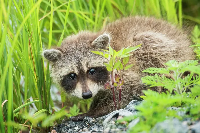 Framed Print : Juvenile Raccoon (Procyon lotor) in Muskoka near the town of Rosseau, Ontario, Canada Framed Print : Juvenile Raccoon (Procyon lotor) in Muskoka near the town of Rosseau, Ontario, Canada