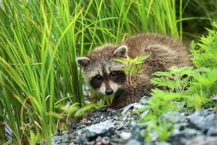 Framed Print : Juvenile Raccoon (Procyon lotor) in Muskoka near the town of Rosseau, Ontario, Canada Framed Print : Juvenile Raccoon (Procyon lotor) in Muskoka near the town of Rosseau, Ontario, Canada