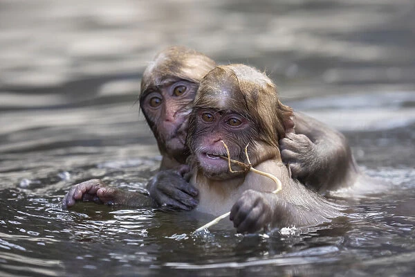 Juvenile snow monkeys or Japanese macaques (Macaca fuscata) playing in water, Jigokudani