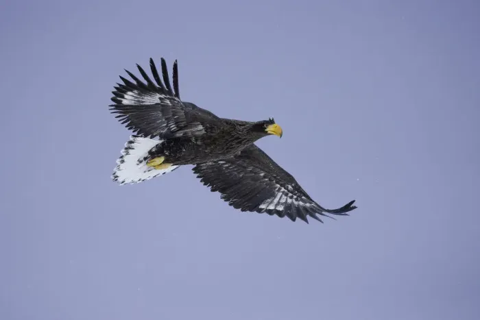 Framed Print : Juvenile Stellers sea eagle (Haliaeetus pelagicus), Nemuro Strait, Hokkaido, Japan