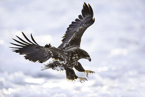 Juvenile White-tailed Eagle (Haliaeetus albicilla) in flight over sea ice, Nemuro Strait