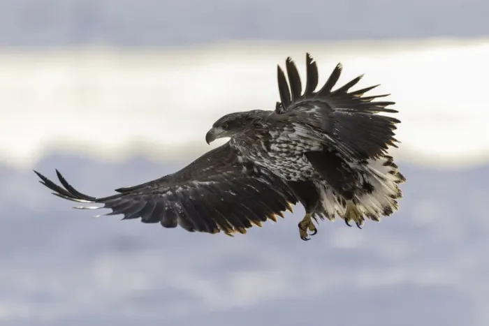 Framed Print : Juvenile White-tailed Eagle (Haliaeetus albicilla) in flight over sea ice, Nemuro Strait Framed Print : Juvenile White-tailed Eagle (Haliaeetus albicilla) in flight over sea ice, Nemuro Strait