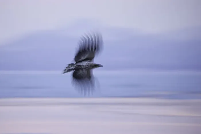 Framed Print : Juvenile White-tailed Eagle (Haliaeetus albicilla) in flight (slow shutter)