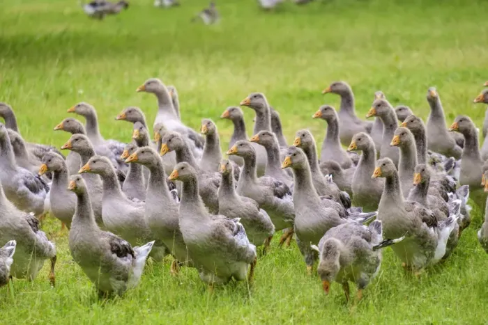 Framed Print : Juvenille gray Toulose geese raised for production of Foie Gras on free-range farm Framed Print : Juvenille gray Toulose geese raised for production of Foie Gras on free-range farm