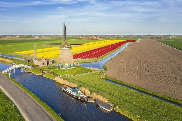 The De Kaagmolen windmill in front multicolor tulips field (Opmeer municipality, North