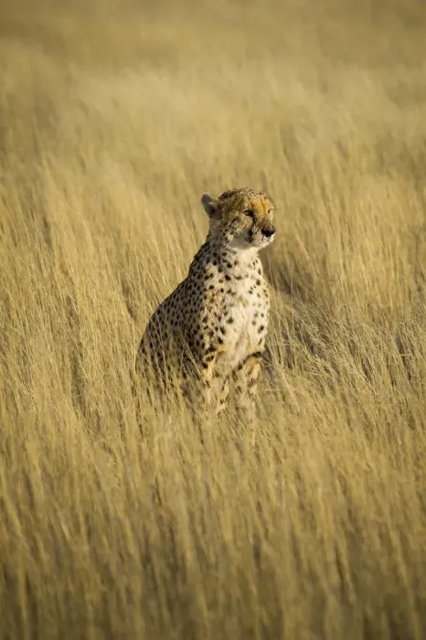 Framed Print : Kalahari desert, Southern Namibia, Africa. Cheetah in the wild Framed Print : Kalahari desert, Southern Namibia, Africa. Cheetah in the wild
